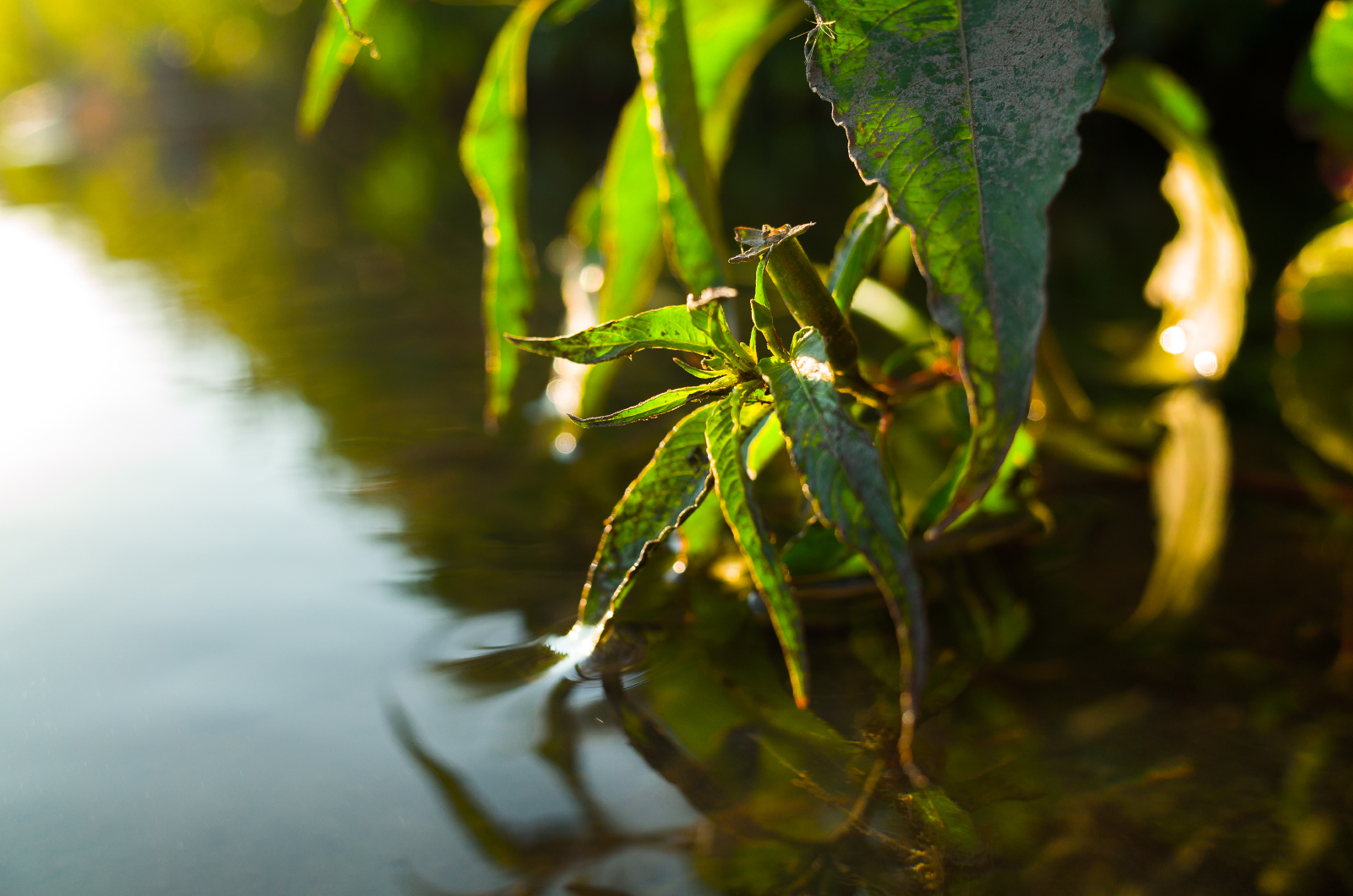 帶著 GR 穿梭於巷弄