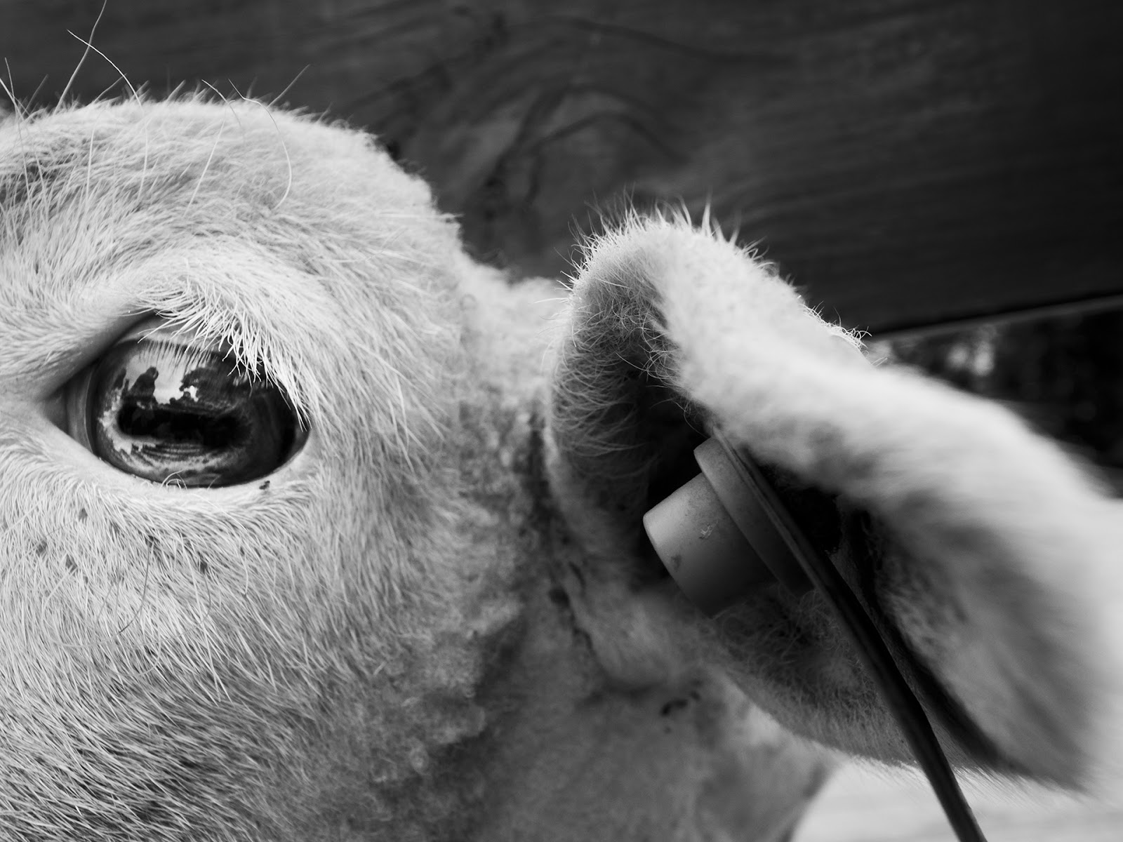 GRD 攝影作品：專注於攝影的純粹 3