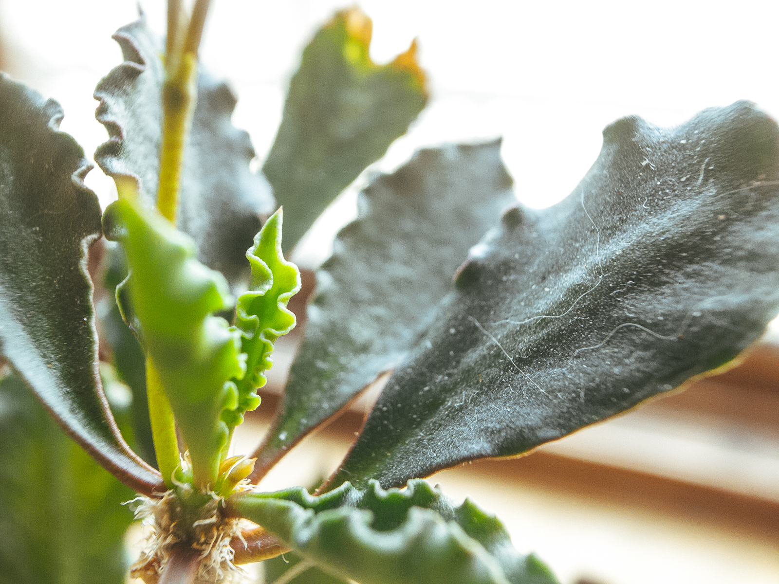 RICOH GRD III 微距實拍對比