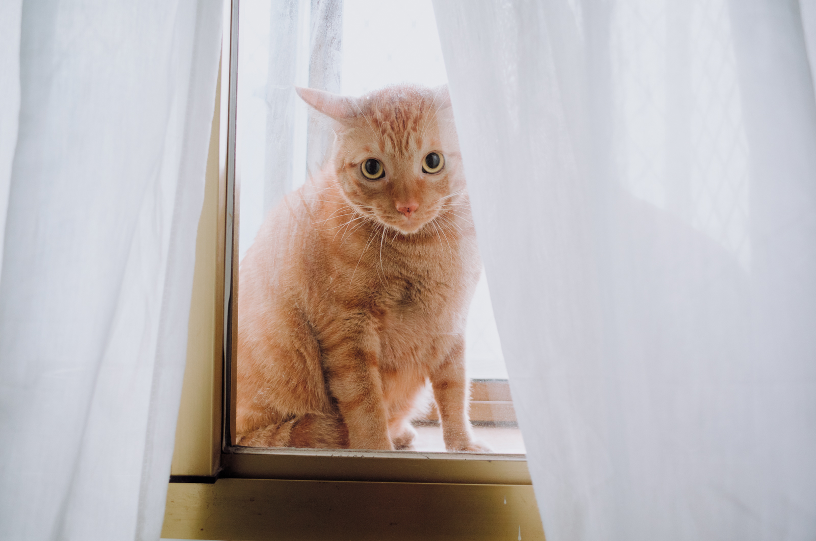 情感的封裝與決定性的一刻