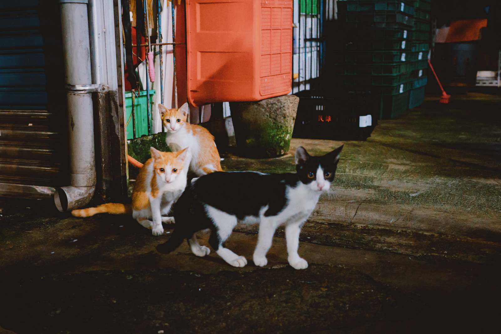 嘉義街頭漫步：生活中的構圖與故事