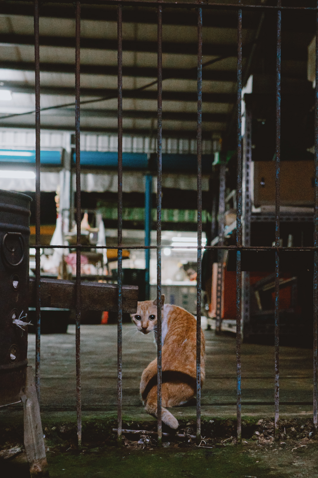 嘉義南田市場：生鏽鐵欄杆後的貓咪