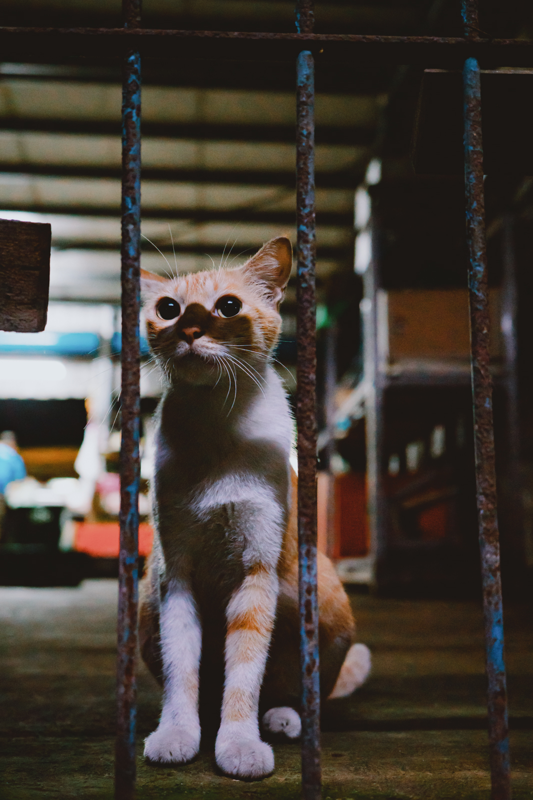 嘉義南田市場：好奇靠近鏡頭的貓咪