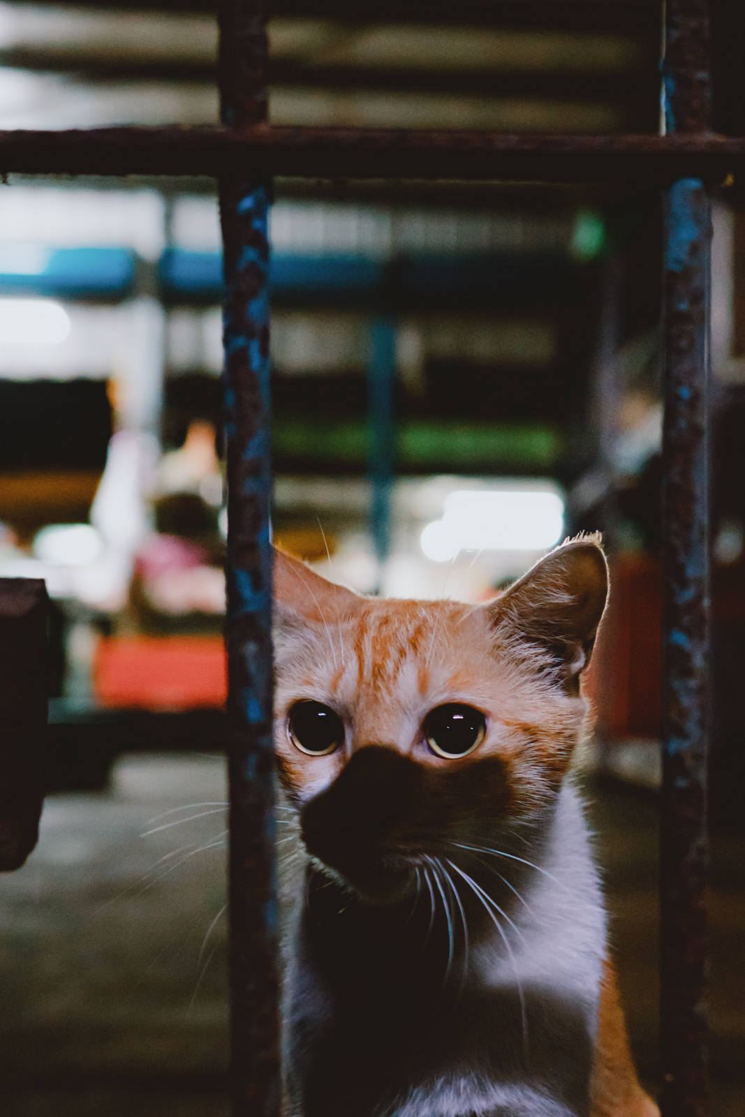 嘉義南田市場：光影凸顯貓咪的大眼睛