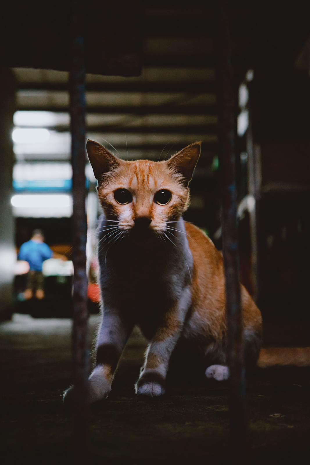 嘉義南田市場：完美捕捉貓咪表情與光影平衡