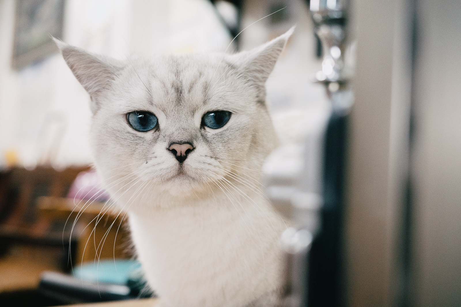 GR IIIx 40mm 街拍作品：嘉義街頭風景