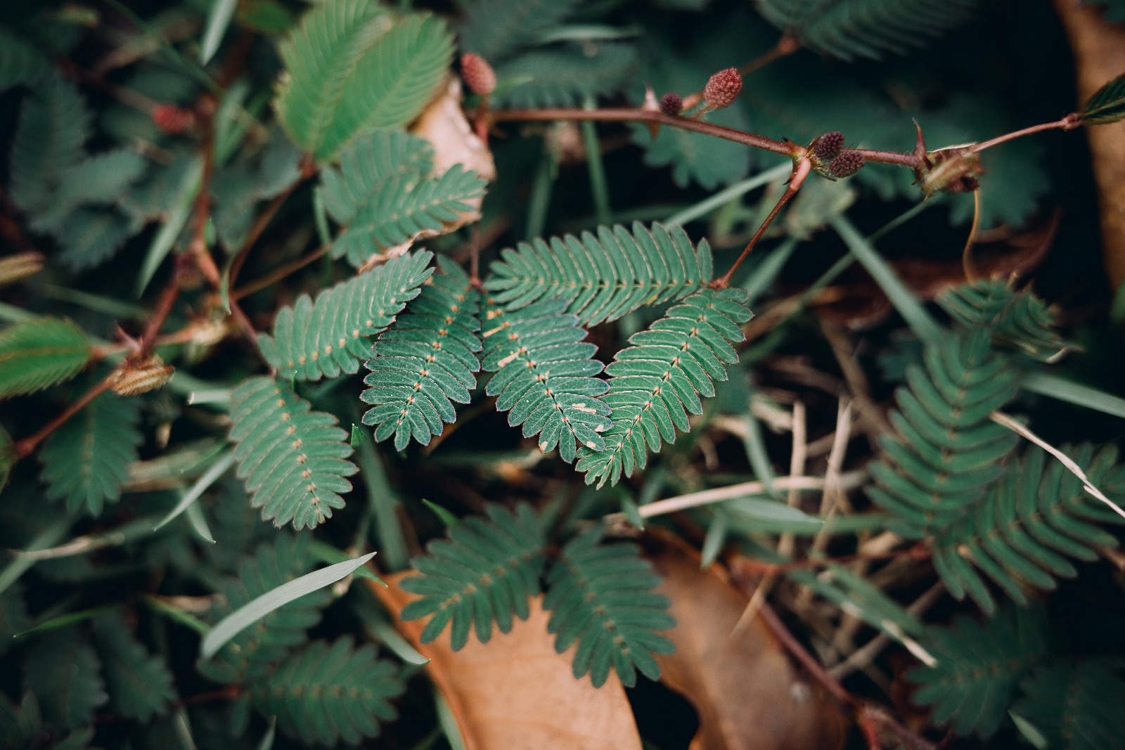 GR IIIx 40mm 黑白街拍作品
