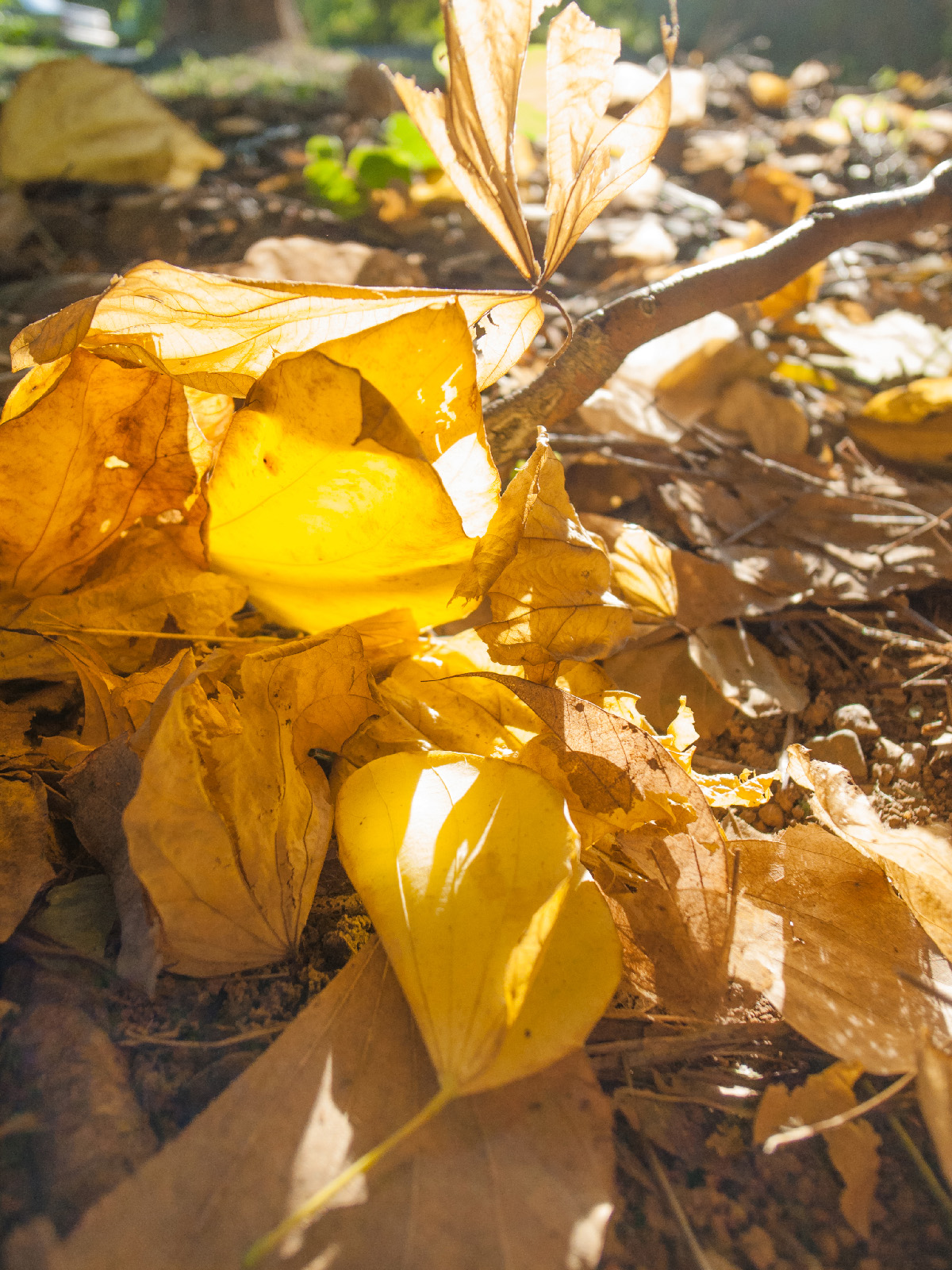 GRD 微距攝影實拍：逆光穿透樹葉的立體層次