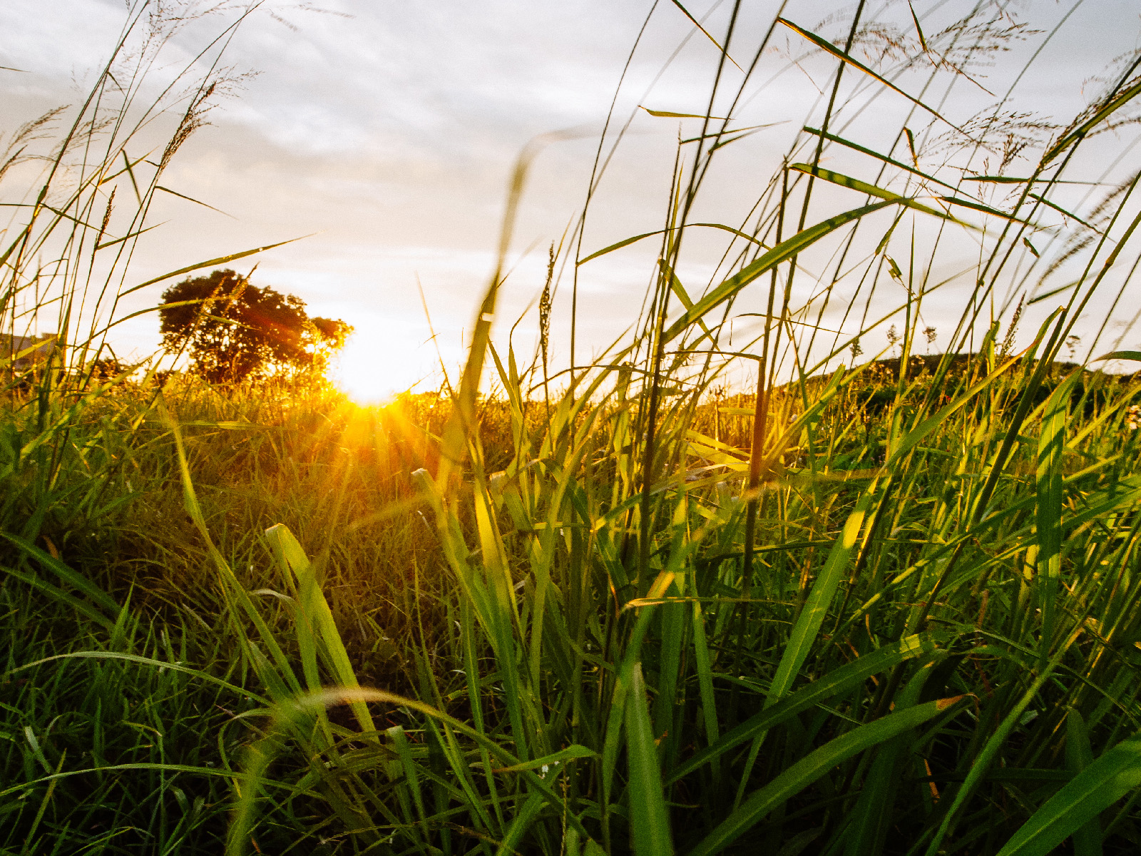GRD 逆光攝影構圖：捕捉美好的黃昏時刻