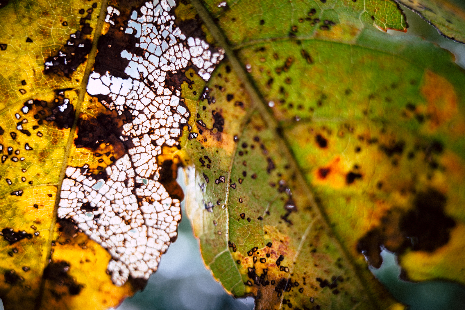 RICOH GR III 6公分微距實拍