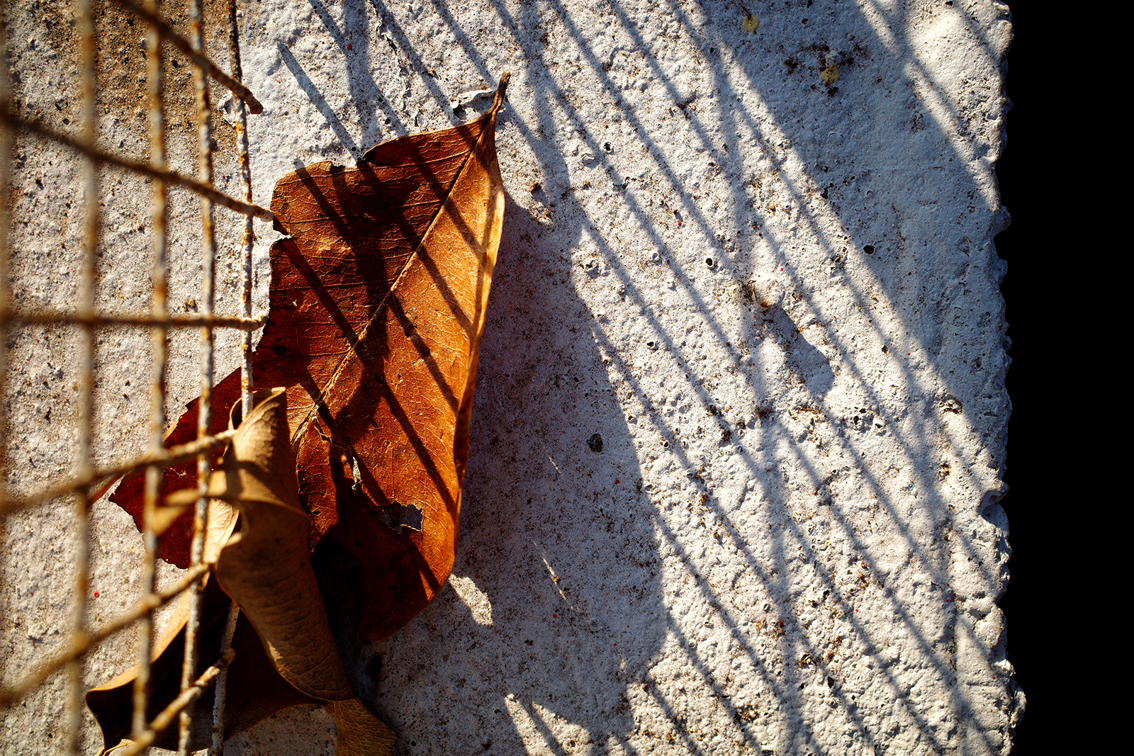 RICOH GR III 高解析度與溫潤厚實的色彩表現