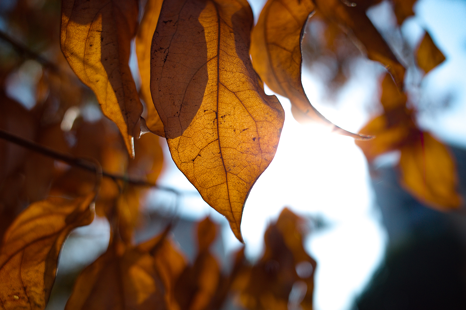 RICOH GR III 街頭光影瞬間捕捉