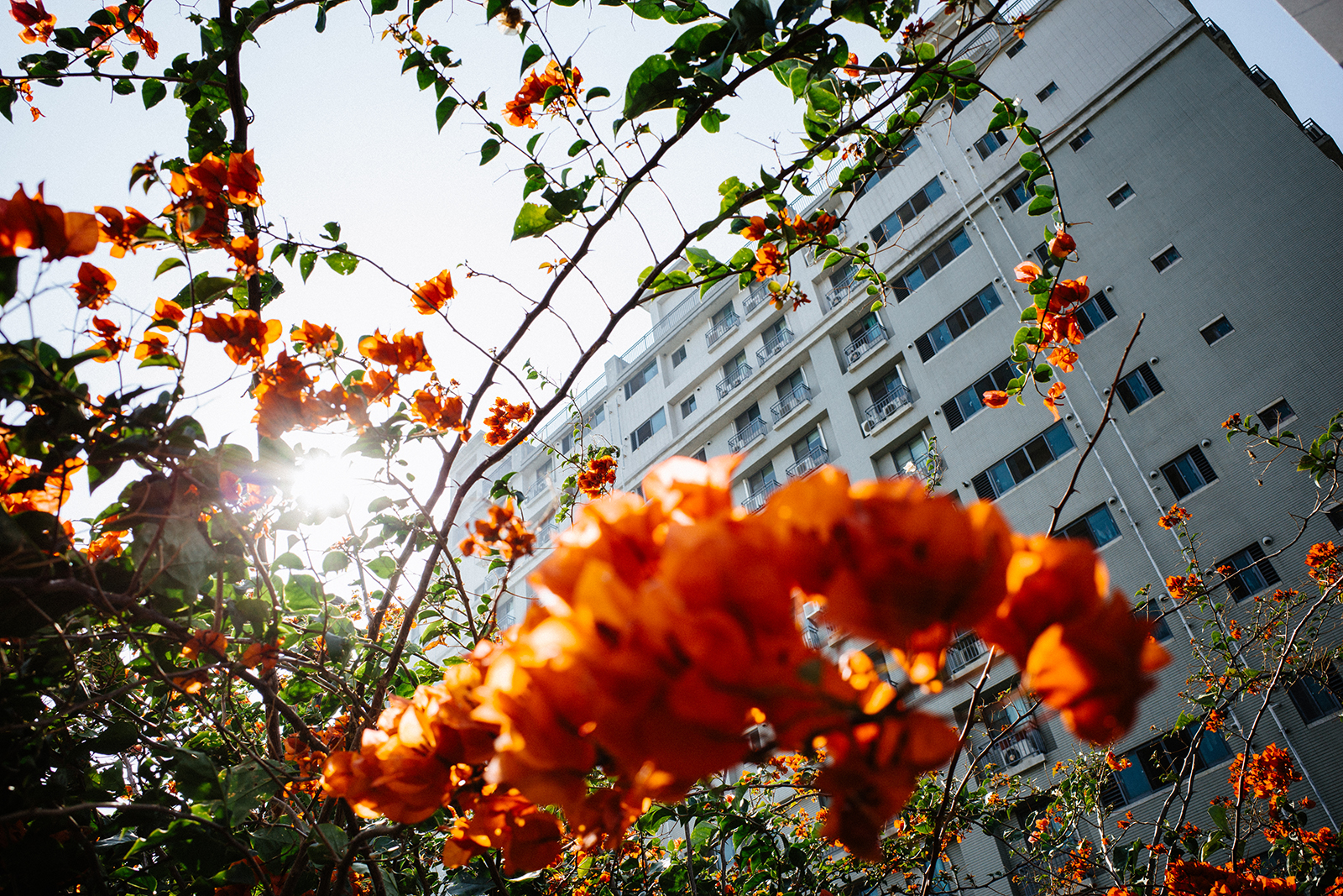 RICOH GR III 街頭光影捕捉