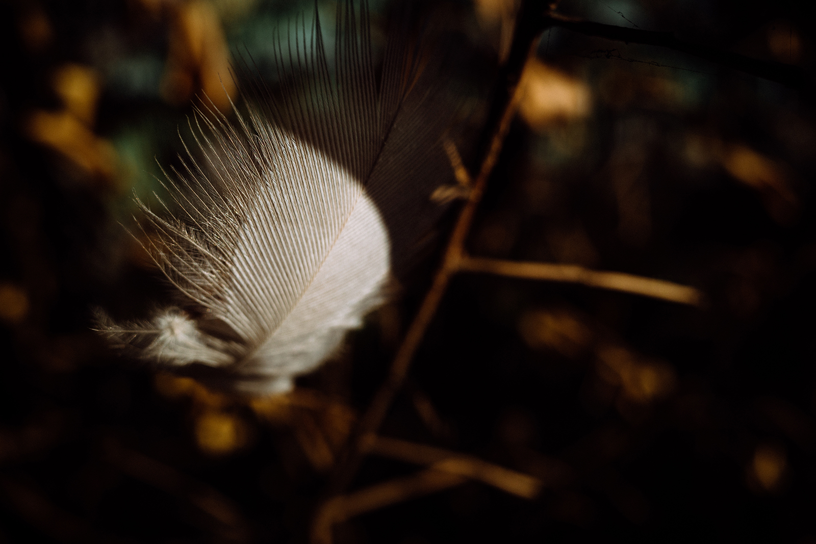 RICOH GR III 近拍展現淺景深與細節