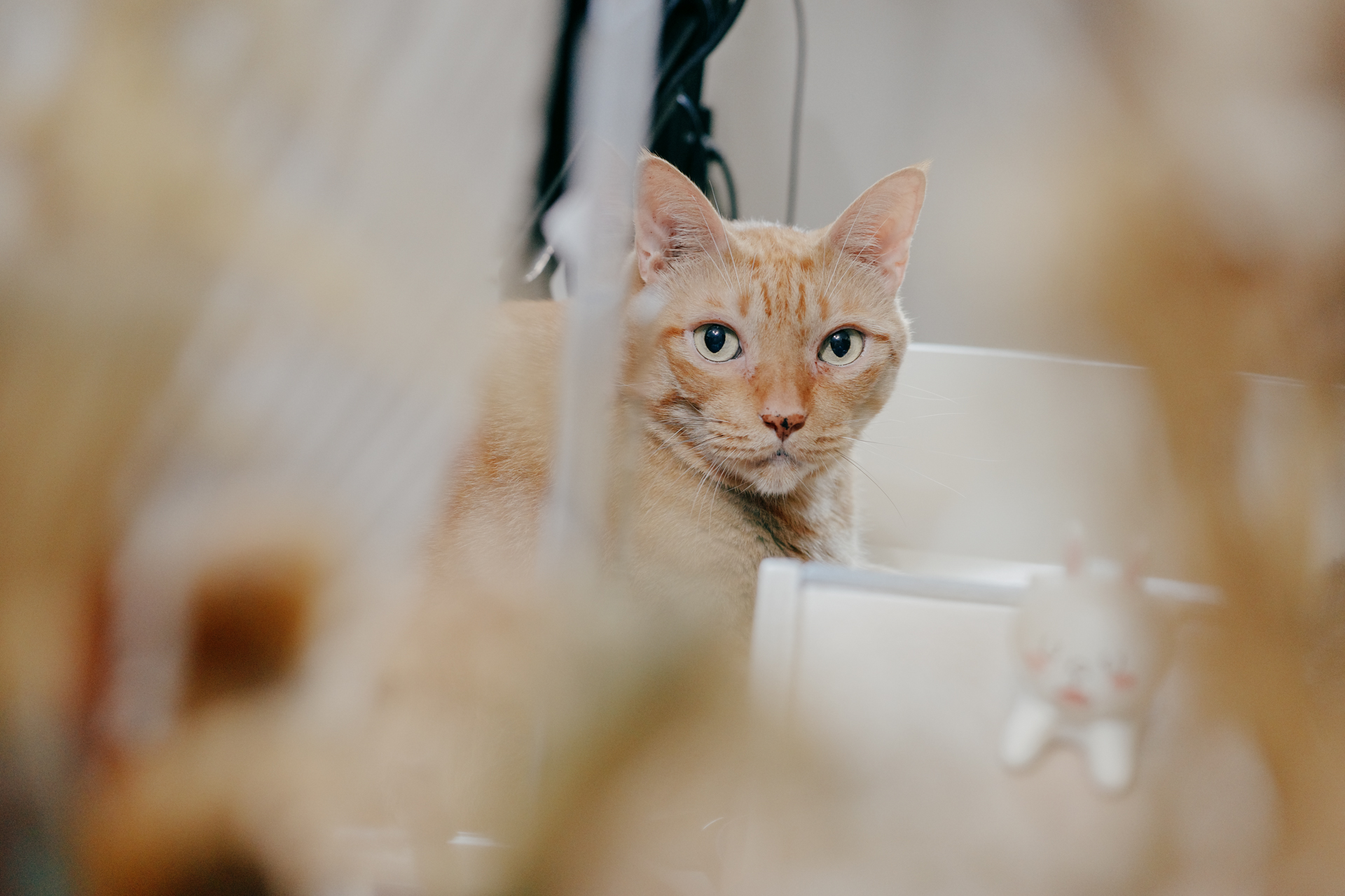 GR IIIx 高 ISO 室內拍貓實測 1