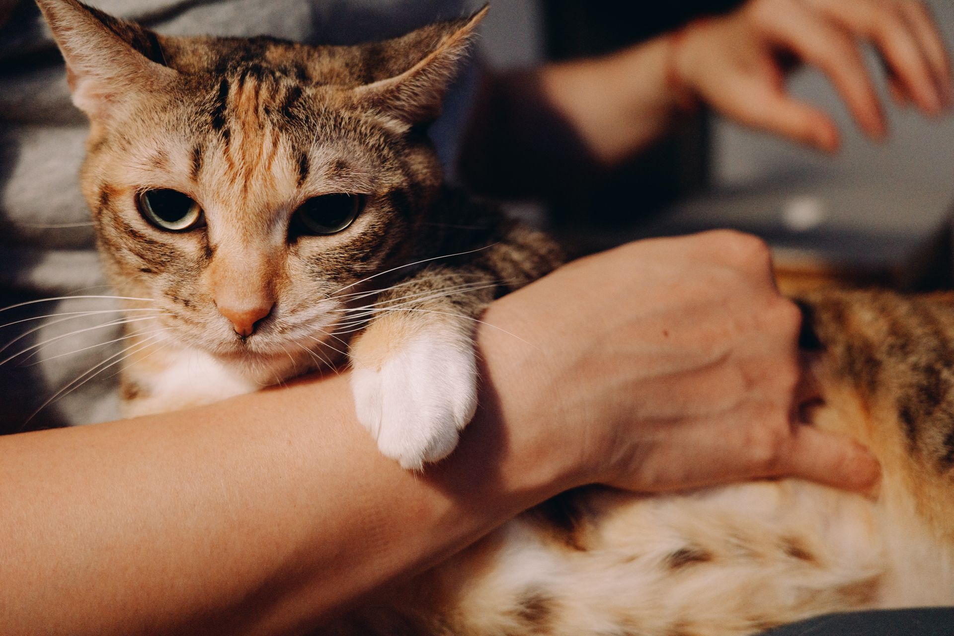 GR IIIx 高 ISO 室內拍貓實測 2