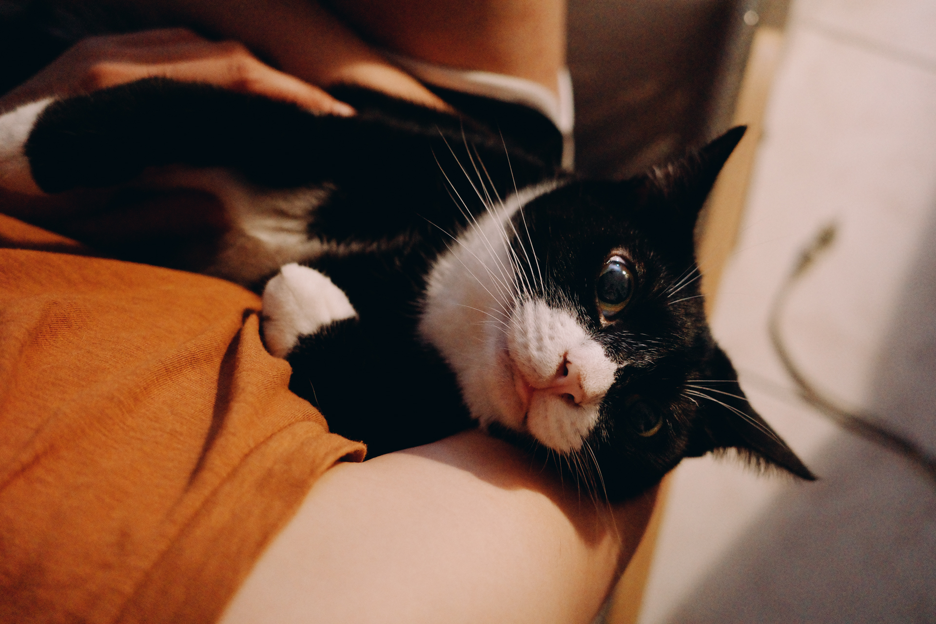 GR IIIx 高 ISO 室內拍貓實測 3