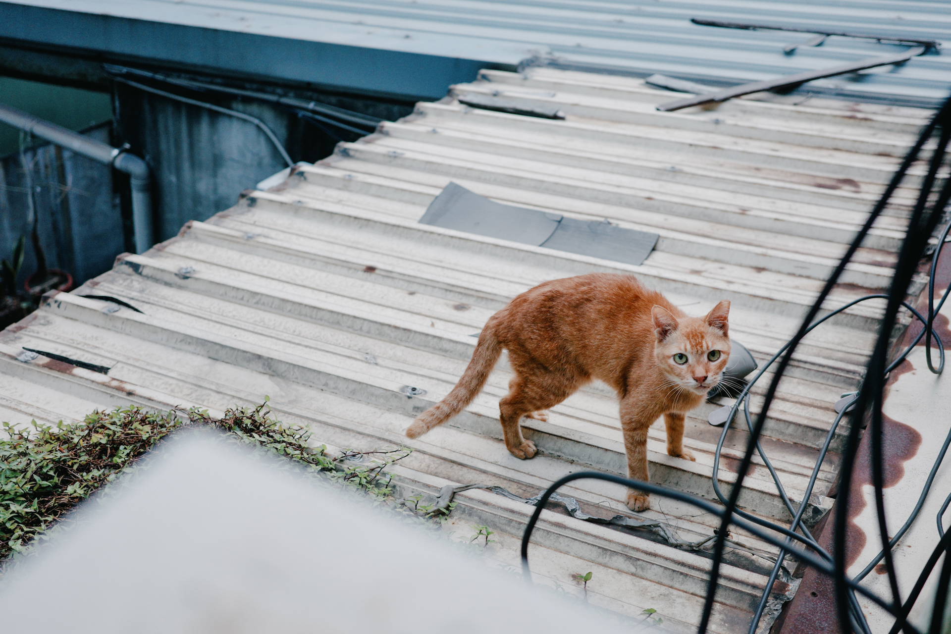GR IIIx 拍攝女孩走入陽光中的生活氛圍