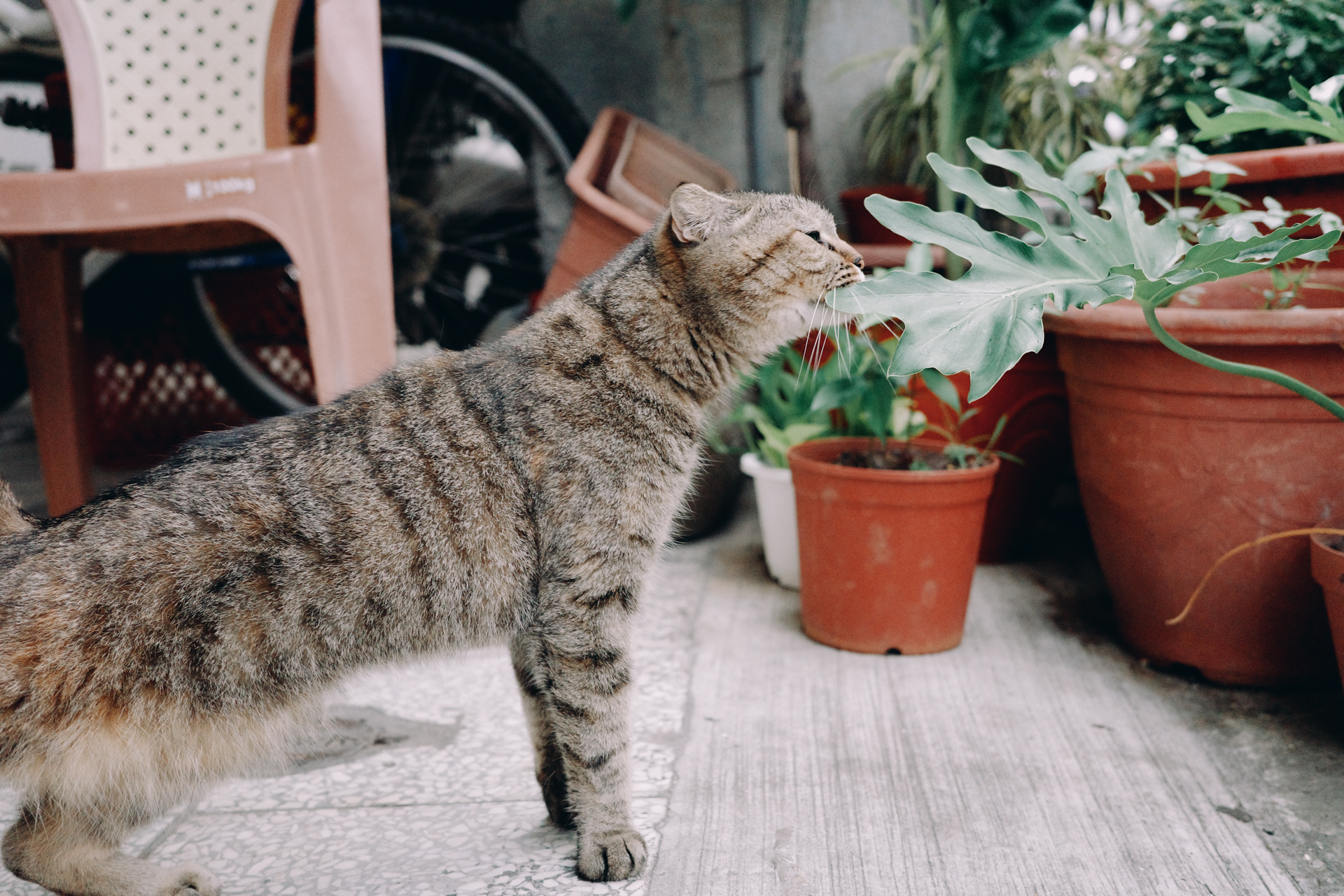 GR IIIx 街頭微距拍貓 2