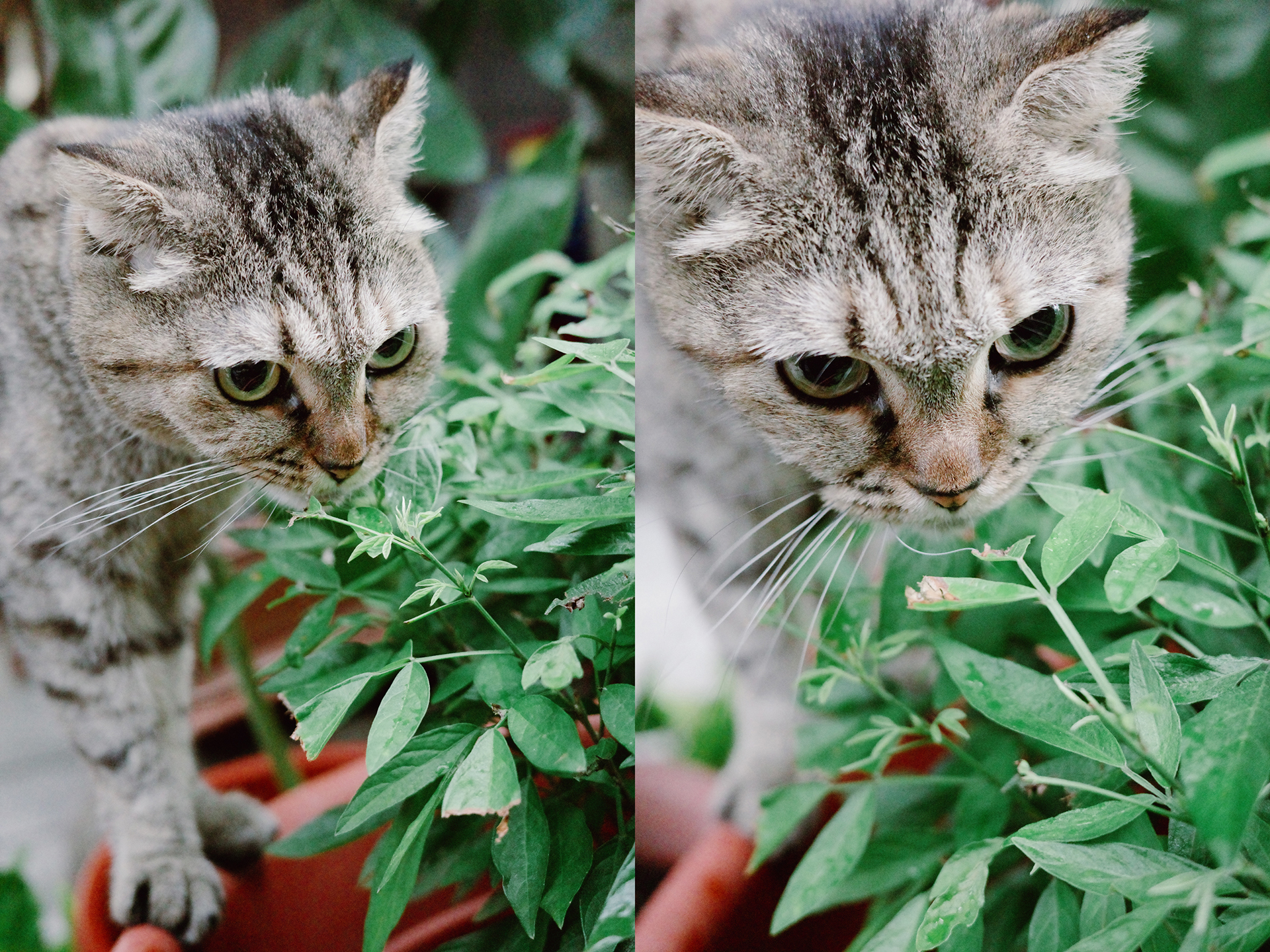 GR IIIx 街頭微距拍貓 1