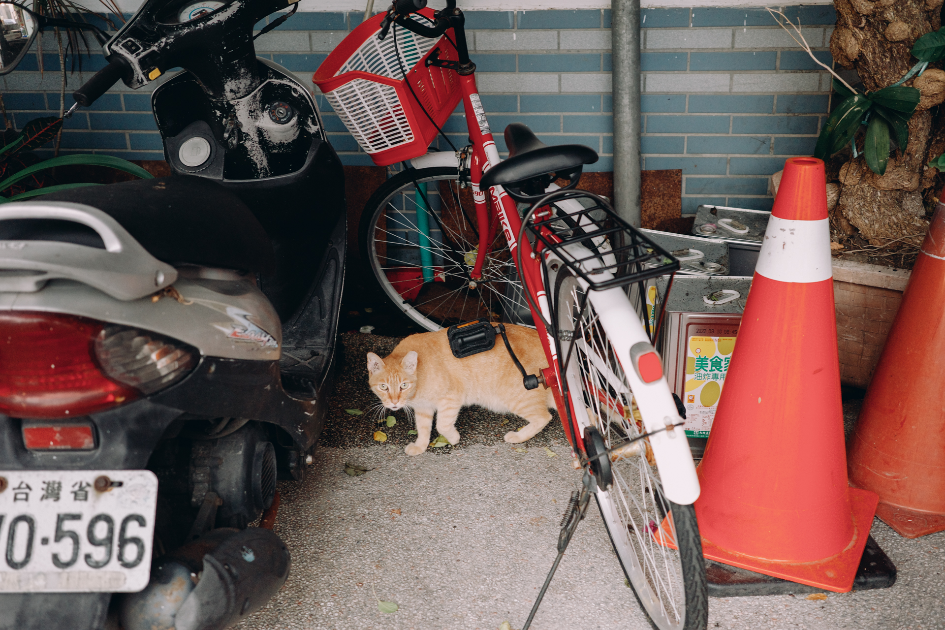 GR IIIx 街頭捕捉：躲避的貓咪引導線構圖