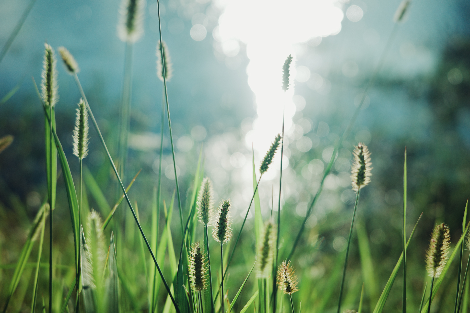 GR IIIx 拍攝夕陽下的貓尾草淺景深