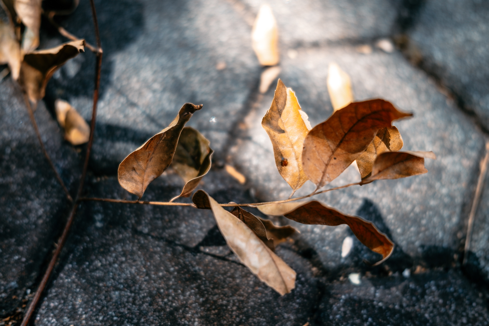 Sigma fp 實拍：全片幅高畫質與 L 卡口魅力 1