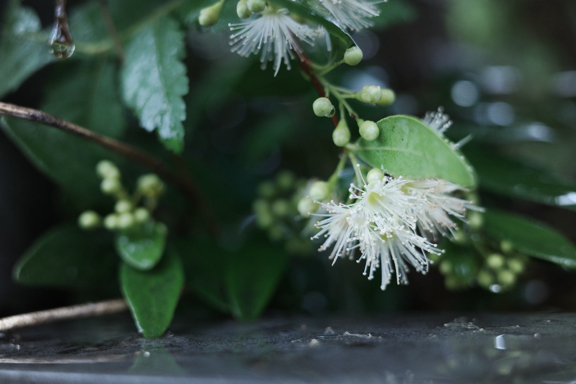 CLASSIC BLUE 濾鏡實際拍攝作品 6