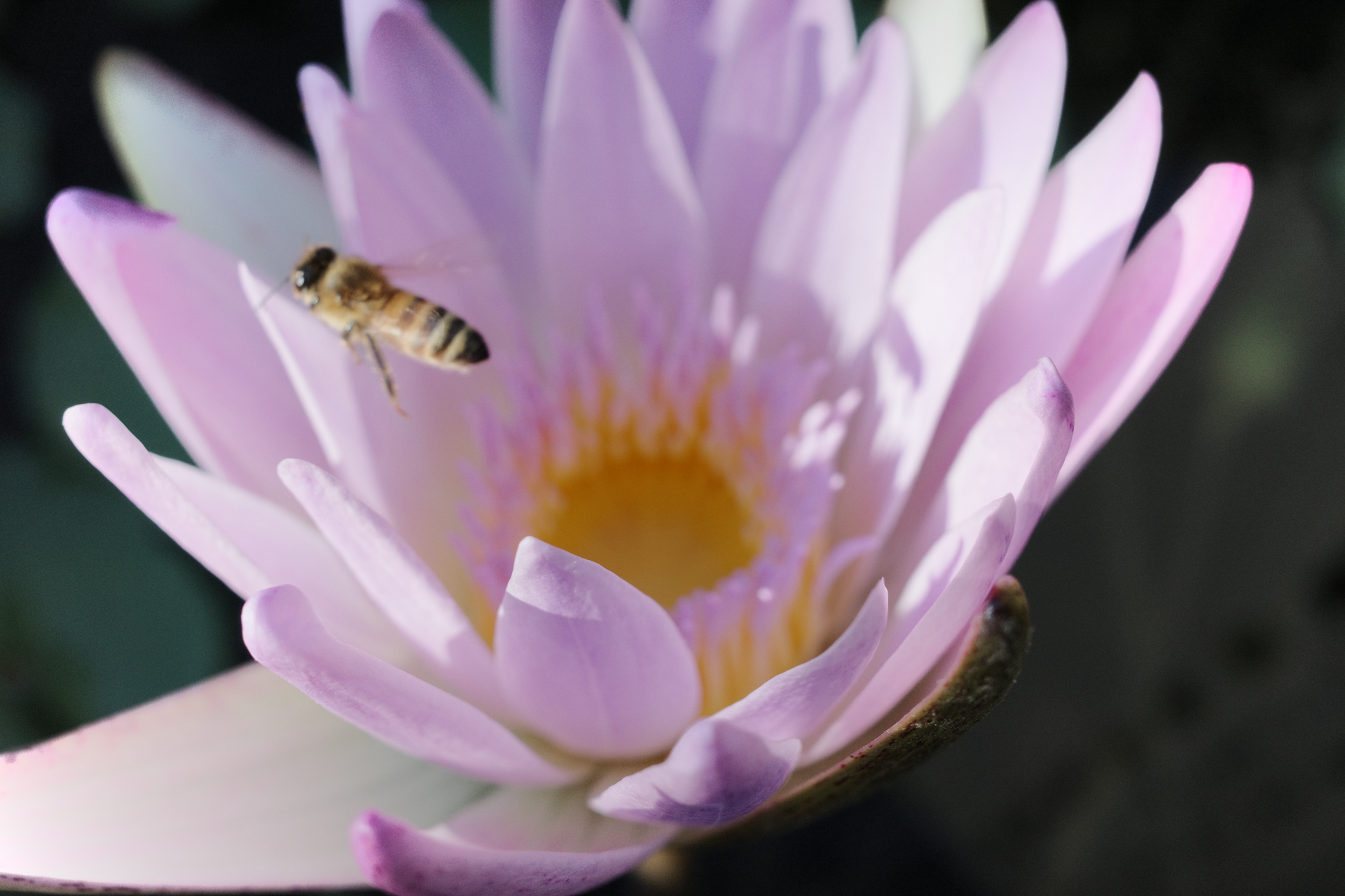 GR3 日系色調 風景與靜物測試 2